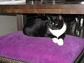 Spike & Zoey 30 oktober 2008 (1)